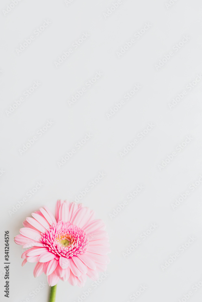 灰色背景上的淡粉色非洲菊菊花