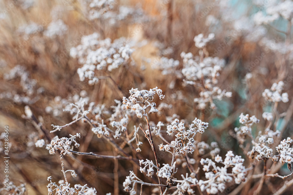 冬季纹理背景下的霜冻野花花蕾