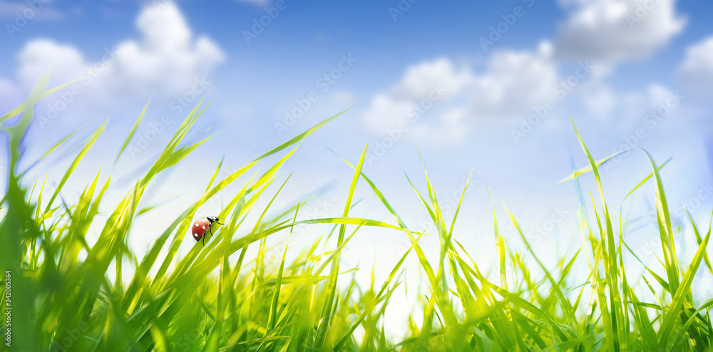 风中有清新的绿色高草，蓝天白云下有瓢虫