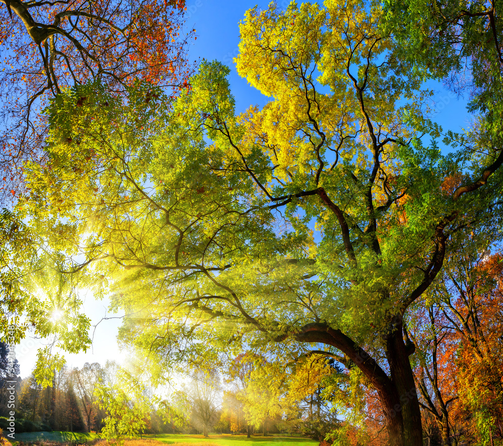 公园里华丽树木的彩色景观照片，蓝天和阳光透过