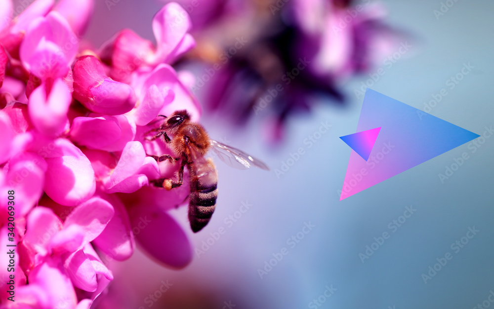 春天粉红色花蕾与蜜蜂合影