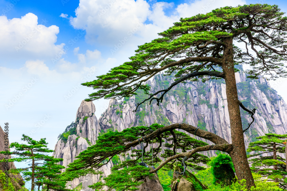 中国安徽黄山的松树迎客。它是黄山风景区的标志性建筑。