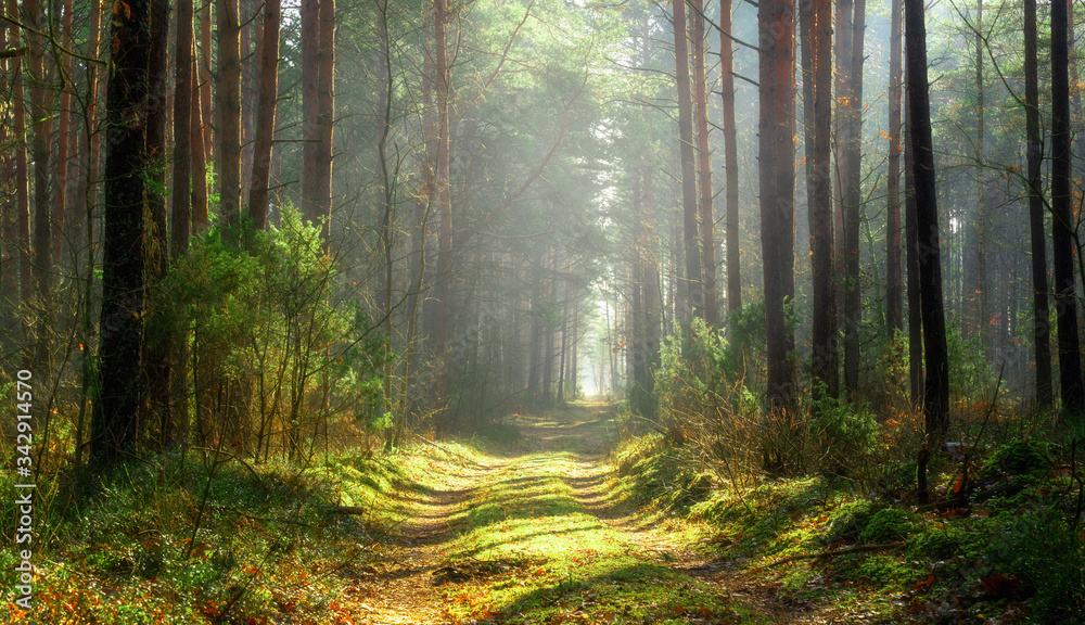阳光照耀着森林中的一条小路