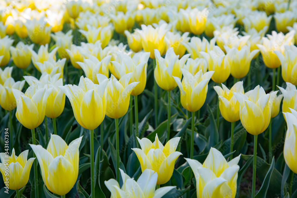 郁金香花园公园节在瑞士勒曼湖附近的摩根斯市举行春季美丽的花朵