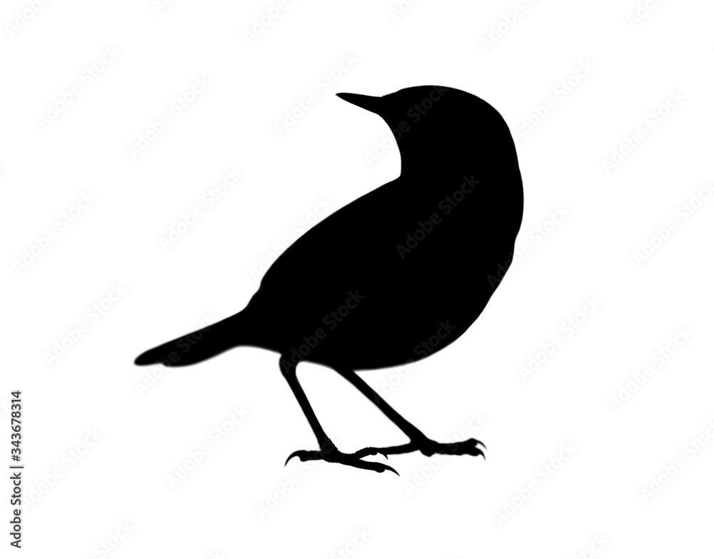 美丽的黑白相间的鸟类图标，动物标志