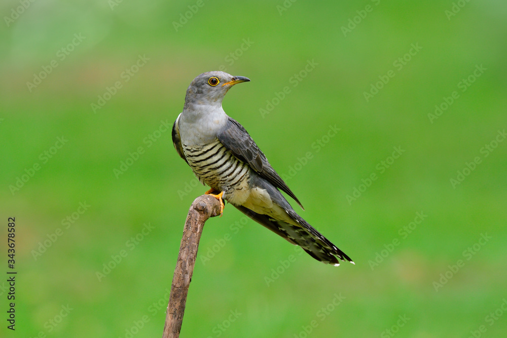 美丽而自豪的灰色鸟，有黄色的眼环，坐在绿草地的树枝上。