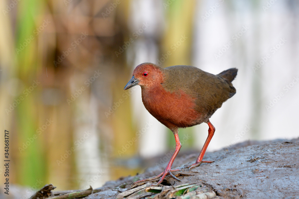 Ruddy胸脯小龙虾（Porzana fusca）深红色水鸟在沼泽池塘的泥杆上行走
1827945711,美丽的亚洲家庭主妇在厨房水槽里洗碗
