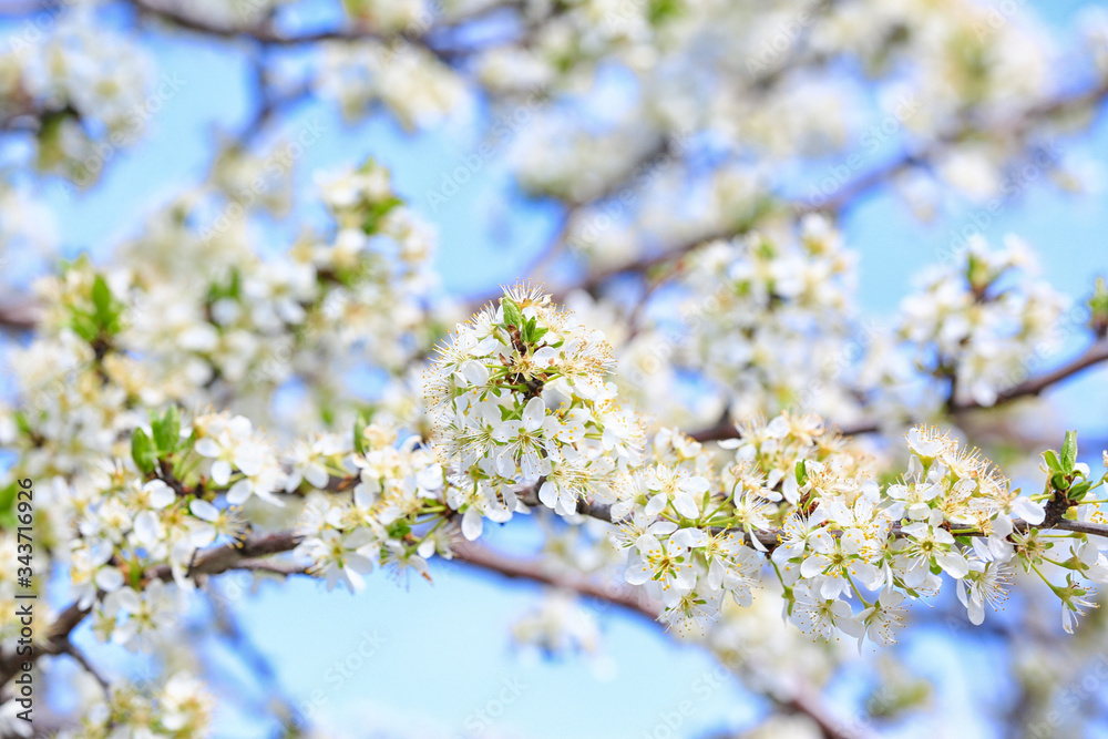 Beautiful blossoming tree outdoors on spring day, closeup