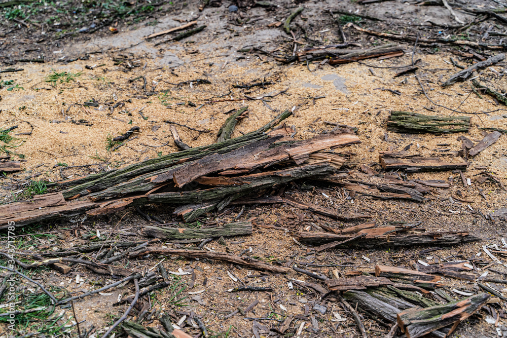 Pile of logs, sticks and bark, other pieces of woods from fallen tree outside surrounded by other or