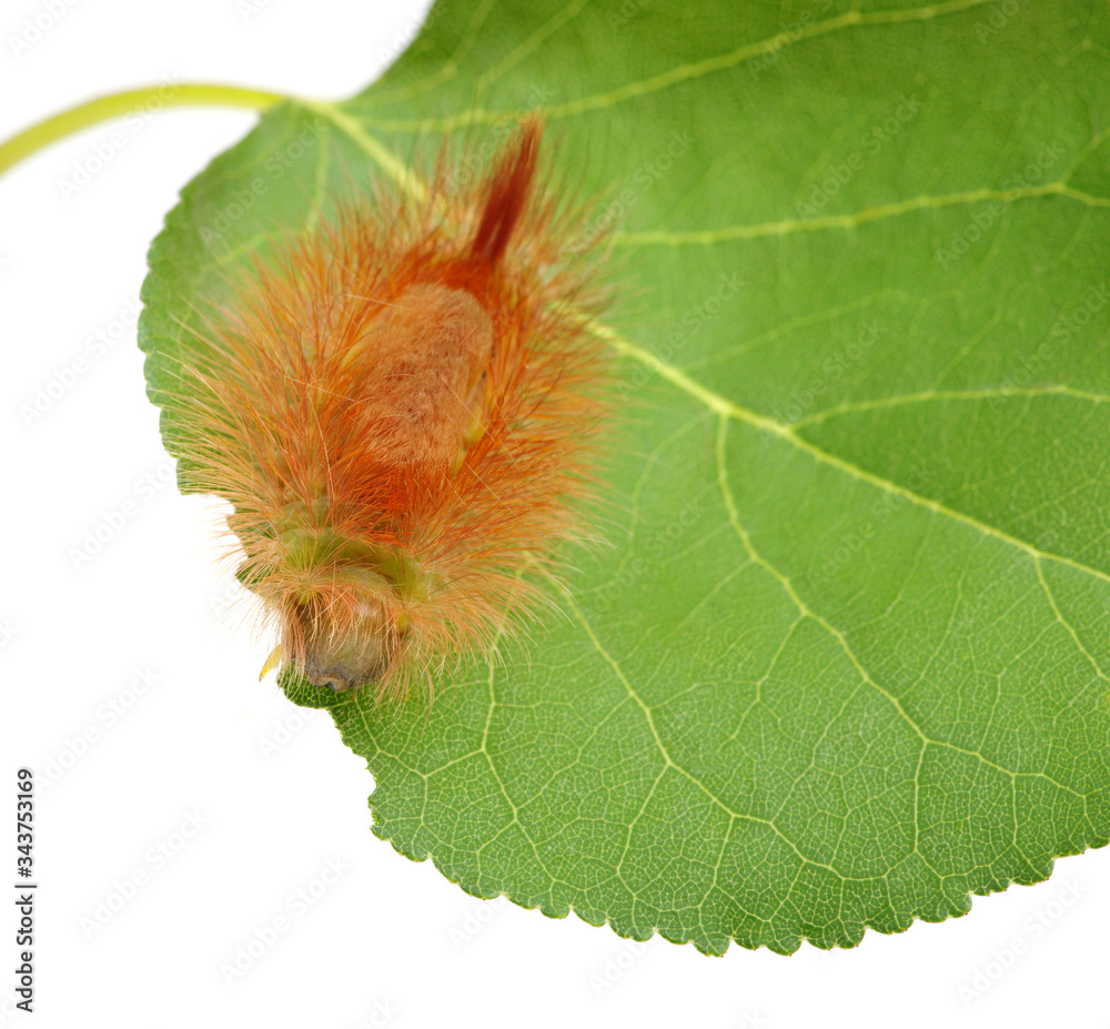 Caterpillar on leaf isolated on white