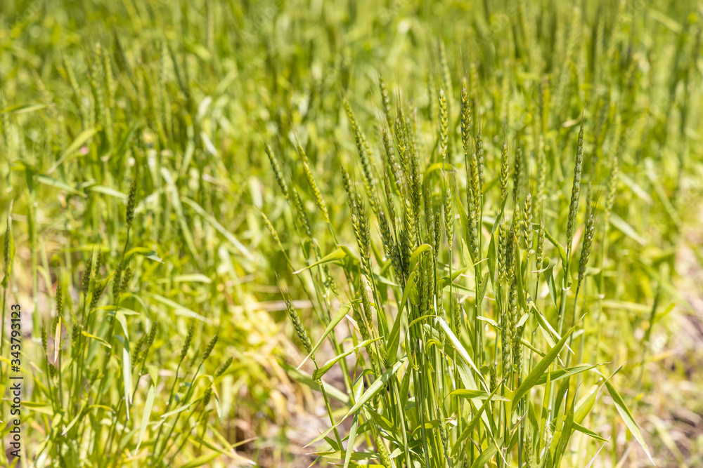 畑で成長中の瑞々しい麦