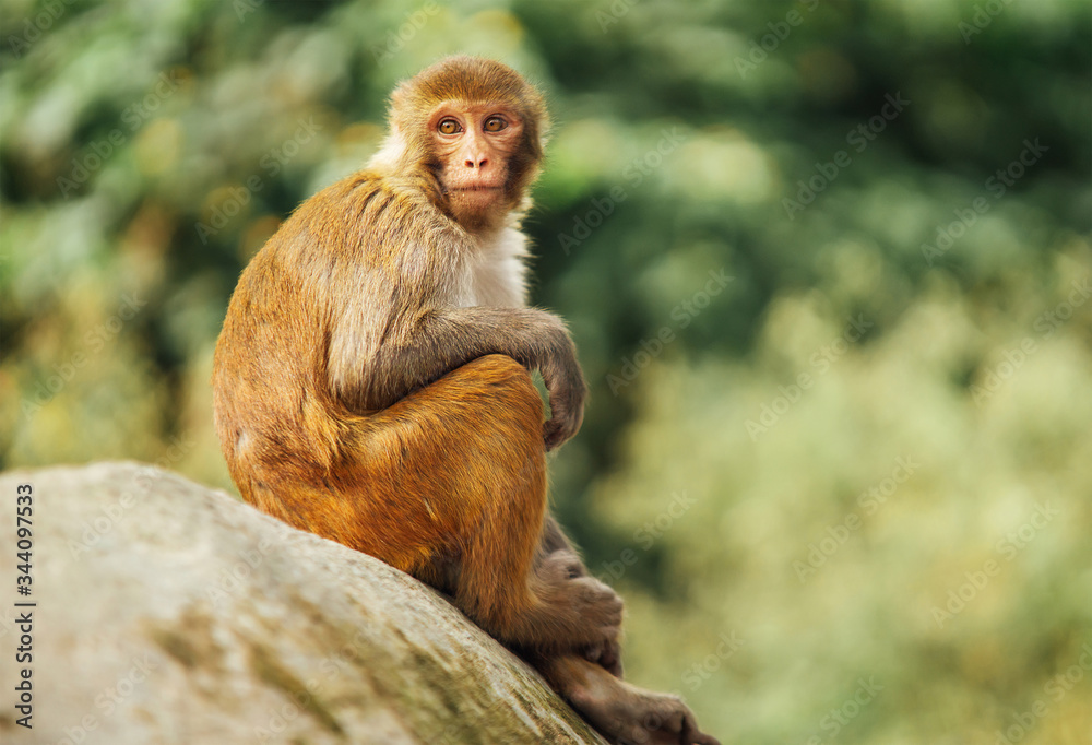 有趣的猴子坐在石头上环顾四周，背景是模糊的绿叶。