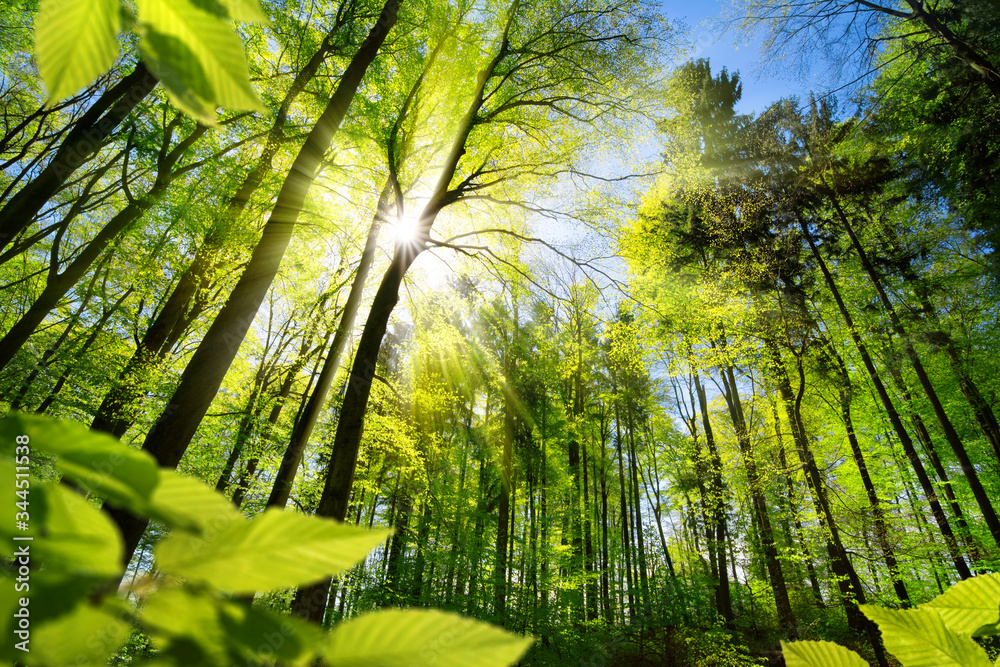 由新鲜的绿色落叶树组成的风景林，树叶环绕，阳光洒下温暖的阳光。