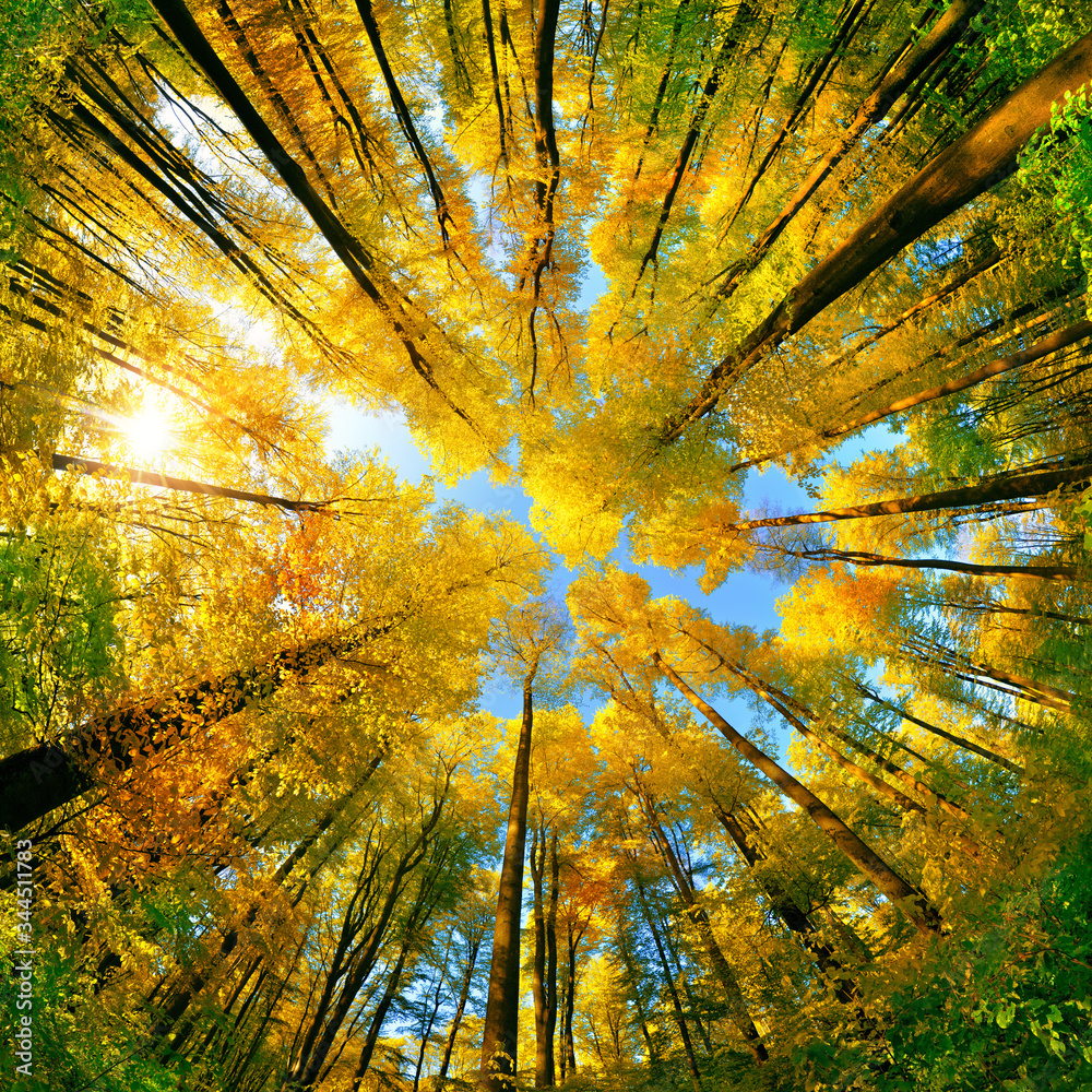 在森林中向上拍摄的极广角照片，秋天的fol可以看到五颜六色的树冠。
