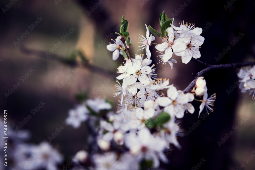 盛开的白色樱花的浅焦照片。
