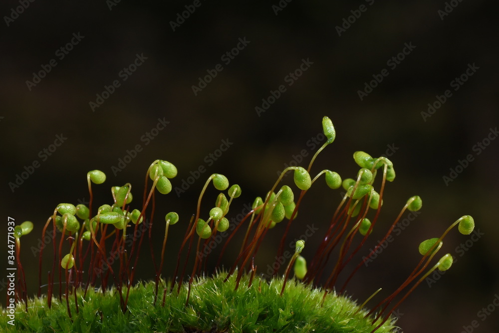 红屋顶苔藓Ceratodon purpureus的孢子植物