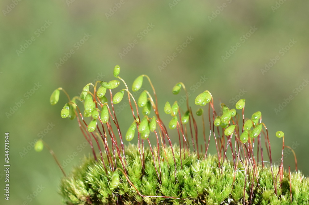 红屋顶苔藓Ceratodon purpureus的孢子植物