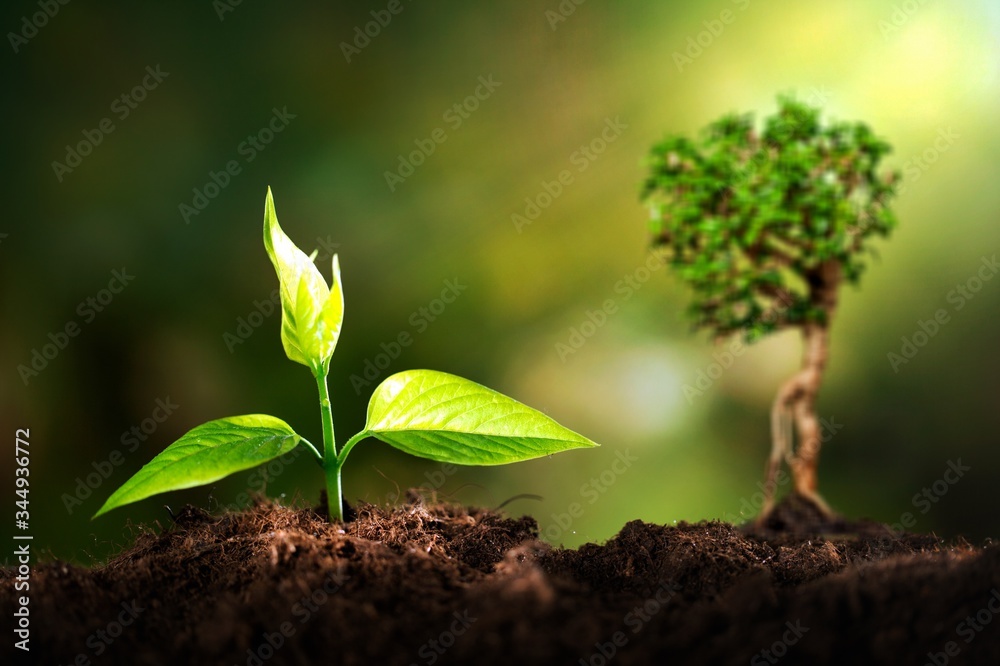 Growth of new life green plant in soil