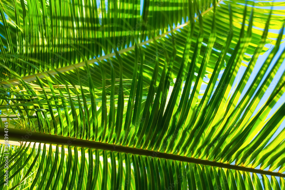 棕榈树为背景。自然材料的抽象构图。印度尼西亚巴厘岛。旅游-ima