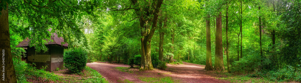 宁静的森林风景：充满活力的绿色和柔和的阳光下的树木和小路全景，机智