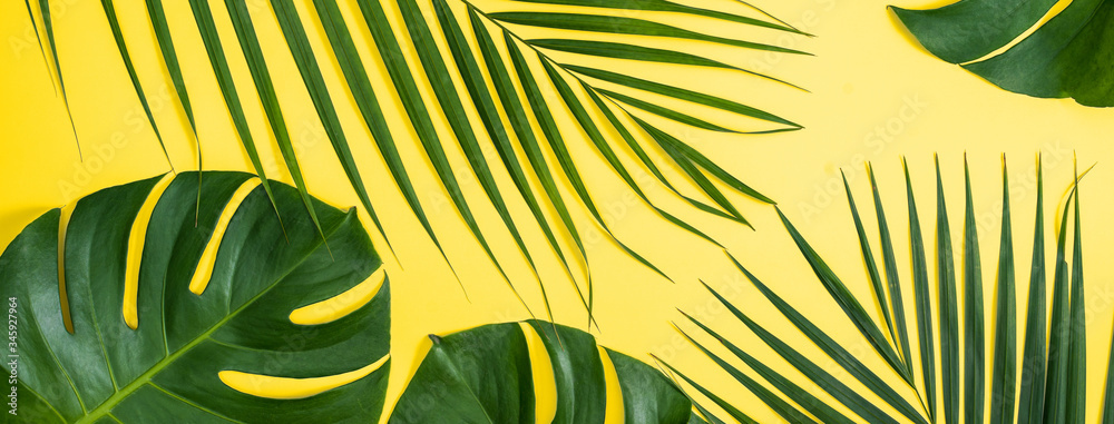 热带树叶背景，棕榈树叶，明黄色背景上孤立的梦蝶树叶，顶部v