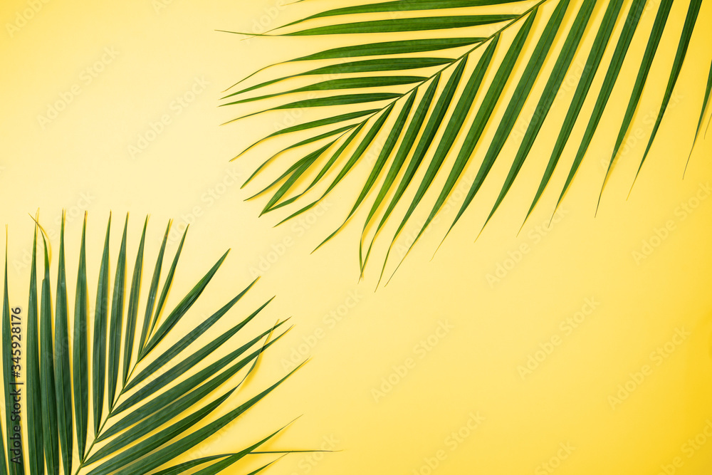 热带树叶背景，棕榈树叶，明黄色背景上孤立的梦蝶树叶，顶部v