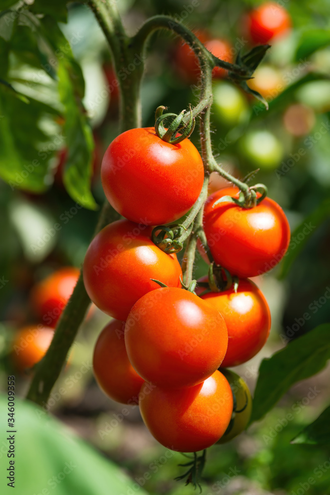 温室里生长的成熟番茄。新鲜的一束红色天然番茄放在有机树枝上