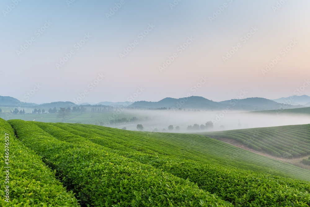 tea plantation landscape in dawn
