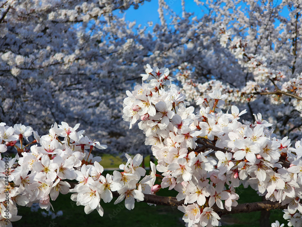 特写：宁静的果园里满是盛开的樱花树。