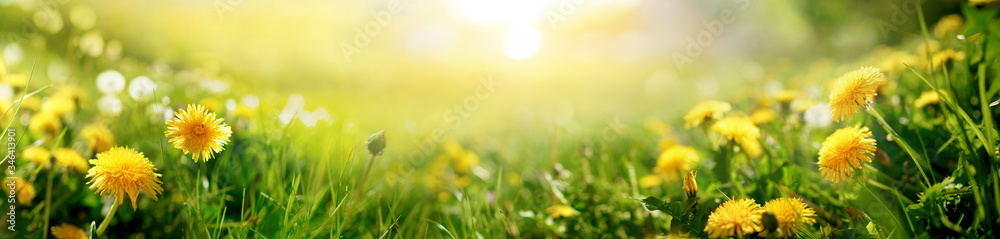 Beautiful summer natural background with yellow dandelion flowers in grass against of dawn morning. 