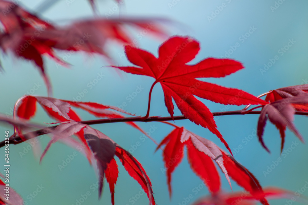 蓝天上的日本红枫叶