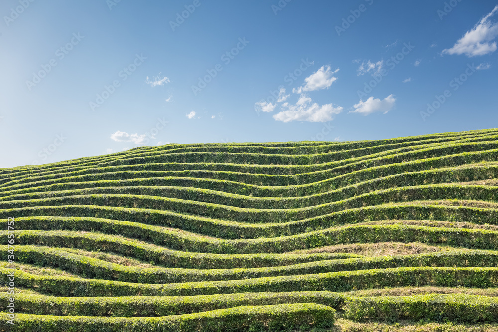 lines of the tea garden
