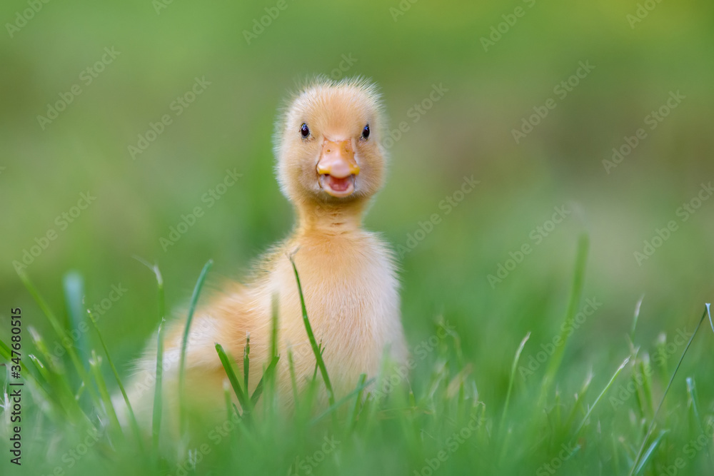 春天绿草上有趣的黄色小鸭子