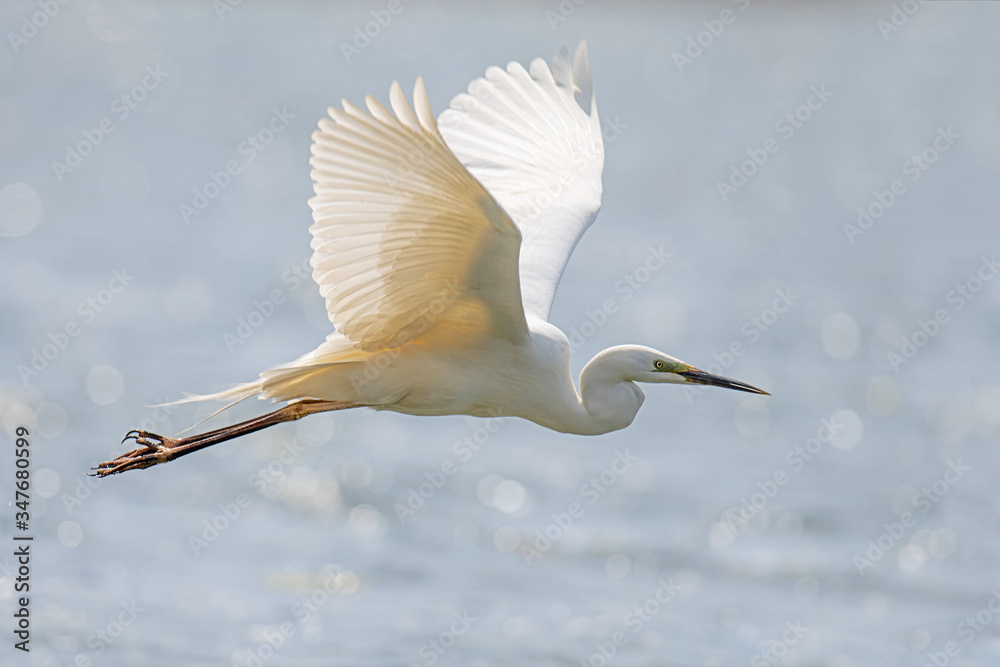 白鹭，白鹭，在湖面上飞翔。自然栖息地的水鸟