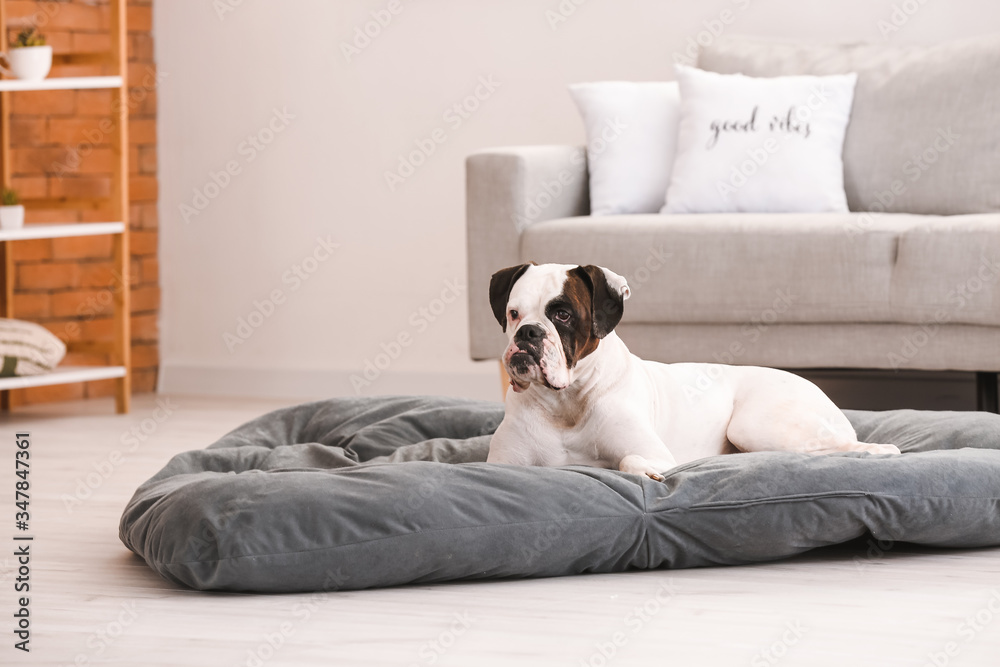 Cute dog lying on pet bed at home
