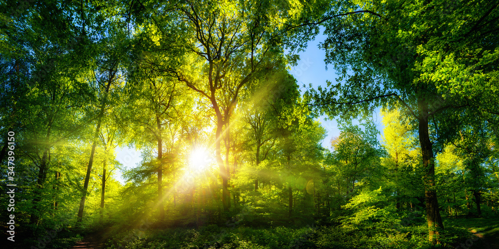 Vivid scenery of beautiful sunlight in a lush green forest, with vibrant colors and pleasant contras