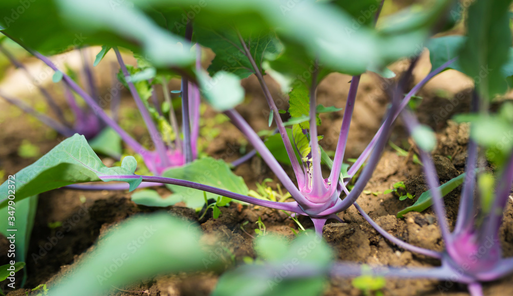 自制温室里生长着新鲜的紫色大头菜幼头，有很多叶子。vi升高