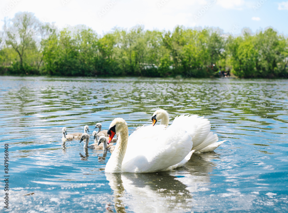 Swans family with their chicks walking on the lake. Fulfilled family.