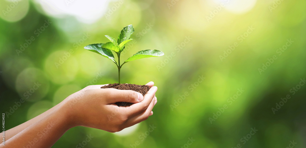 hand holding young plant on blur green leaf background. environment concept