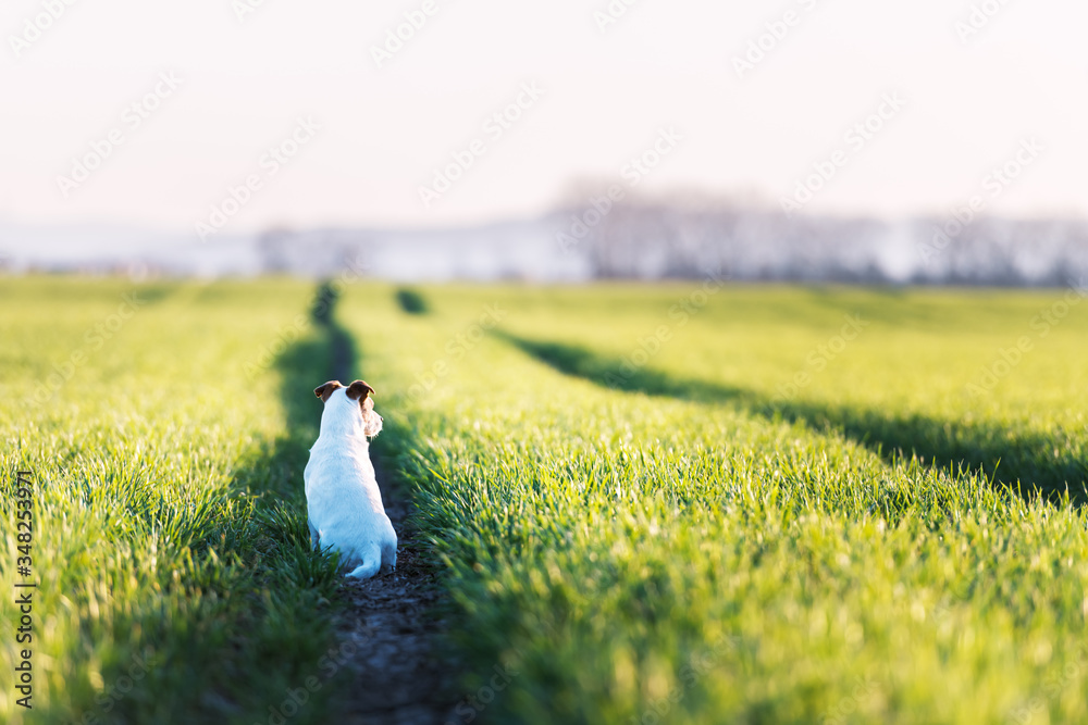 日落时分，绿色田野上的杰克罗素梗。快乐的小狗，严肃的凝视