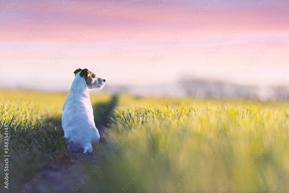 Jack russel terrier on green field on sunset time. Happy Dog with serious gaze