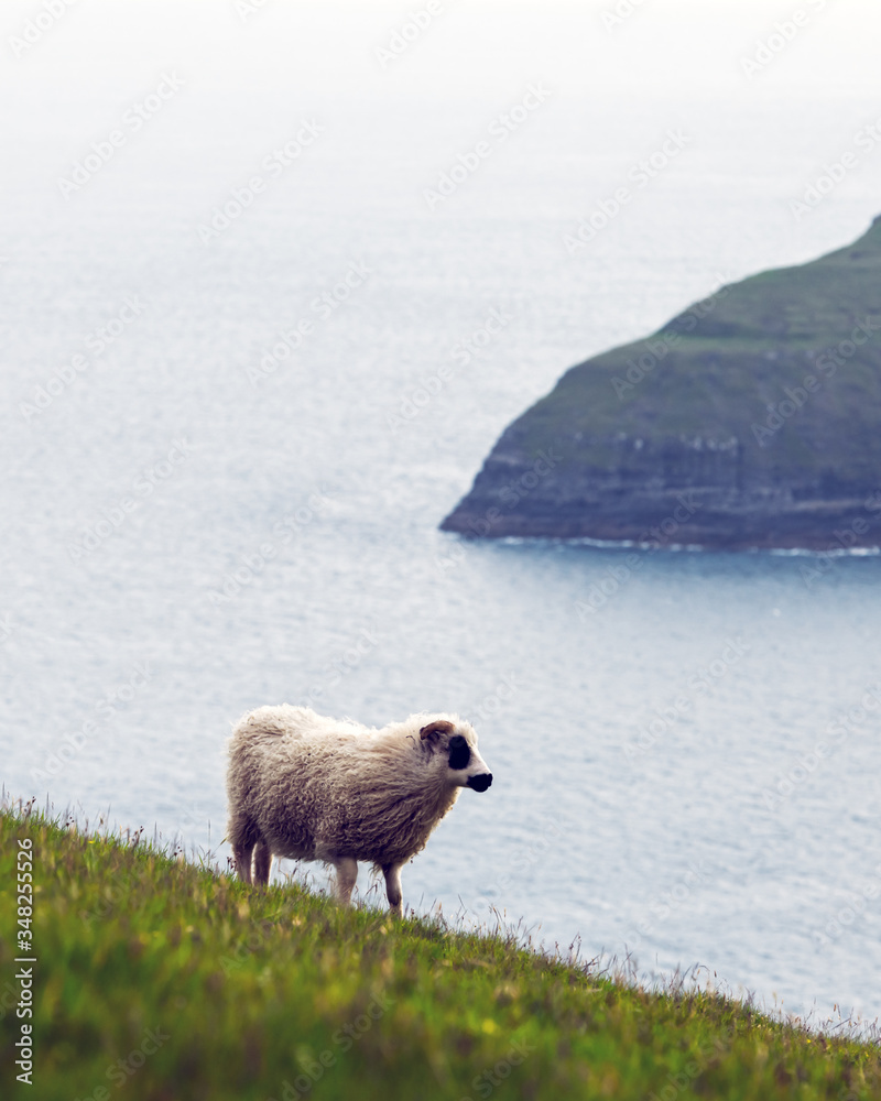 夏日法罗群岛的晨景，前景是绵羊。丹麦斯特里莫岛。土地