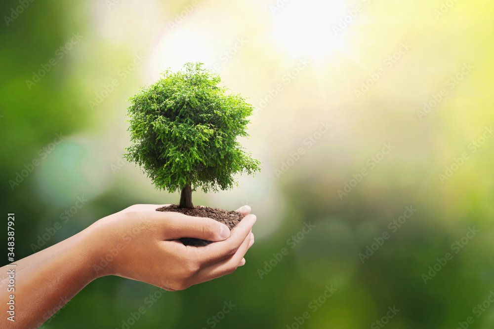 在阳光背景下，手牵手在土壤上生长的树木。生态环境理念
