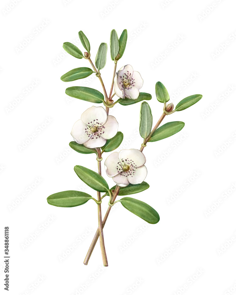 Leatherwood tree pencil illustration isolated on white with clipping path