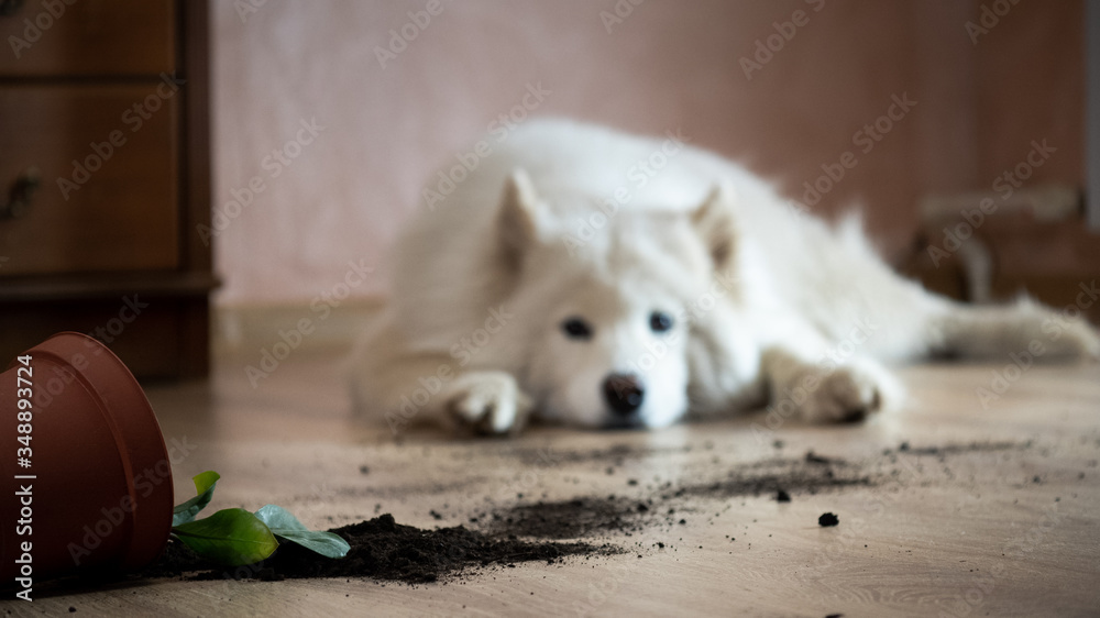 有罪的狗躺在地板上，旁边是一朵翻倒的花