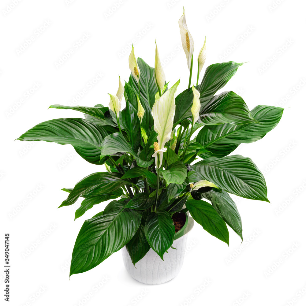 Peace lily houseplant, spathiphyllum, a lush nice plant, studio isolated on pure white