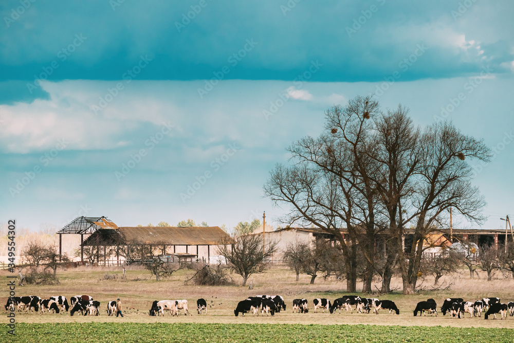 Belarus. Cattle Of Cows Grazing In Spring Pasture. Destroyed Farm Buildings On Background