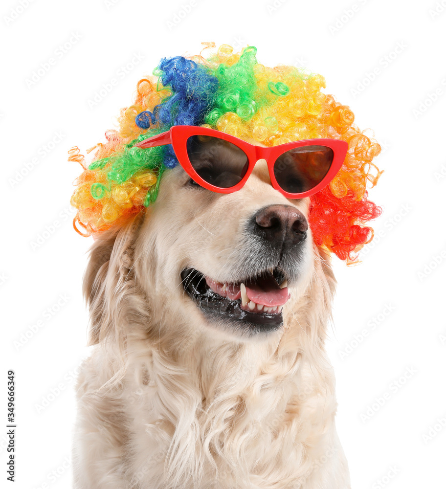 戴着假发，戴着白底太阳镜的有趣狗狗