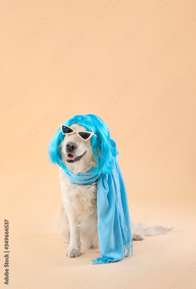 Funny dog in wig and with sunglasses on color background
