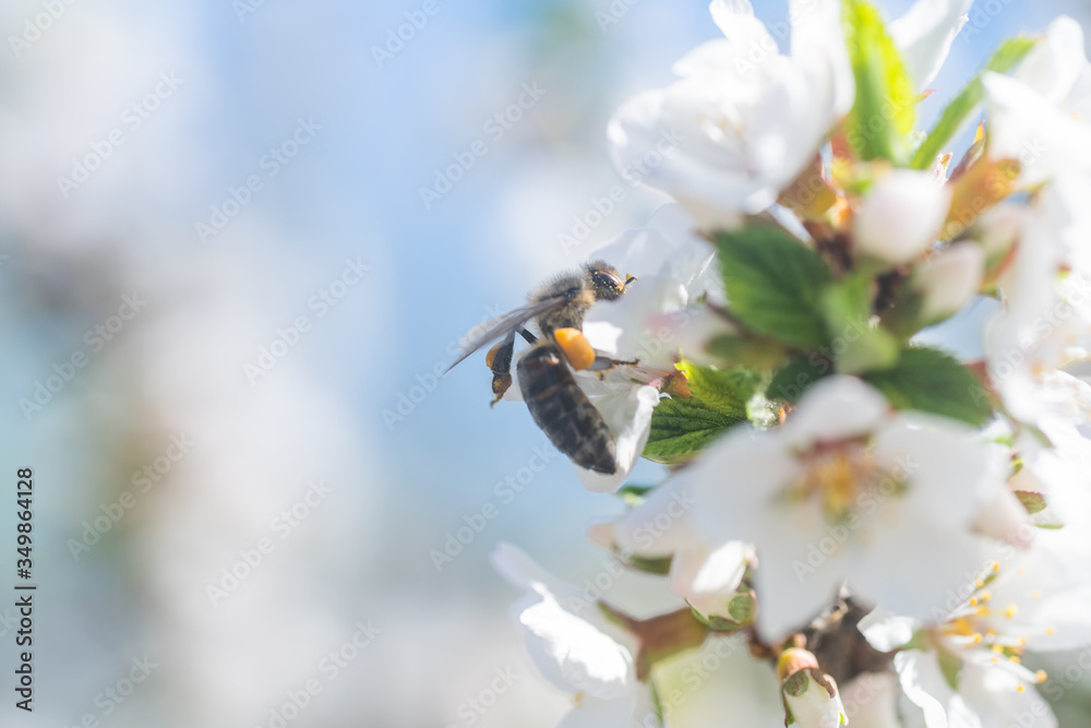 白色樱花上的蜜蜂